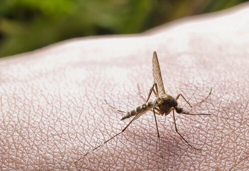 muggenbeet als oorzaak van parasietenplaag