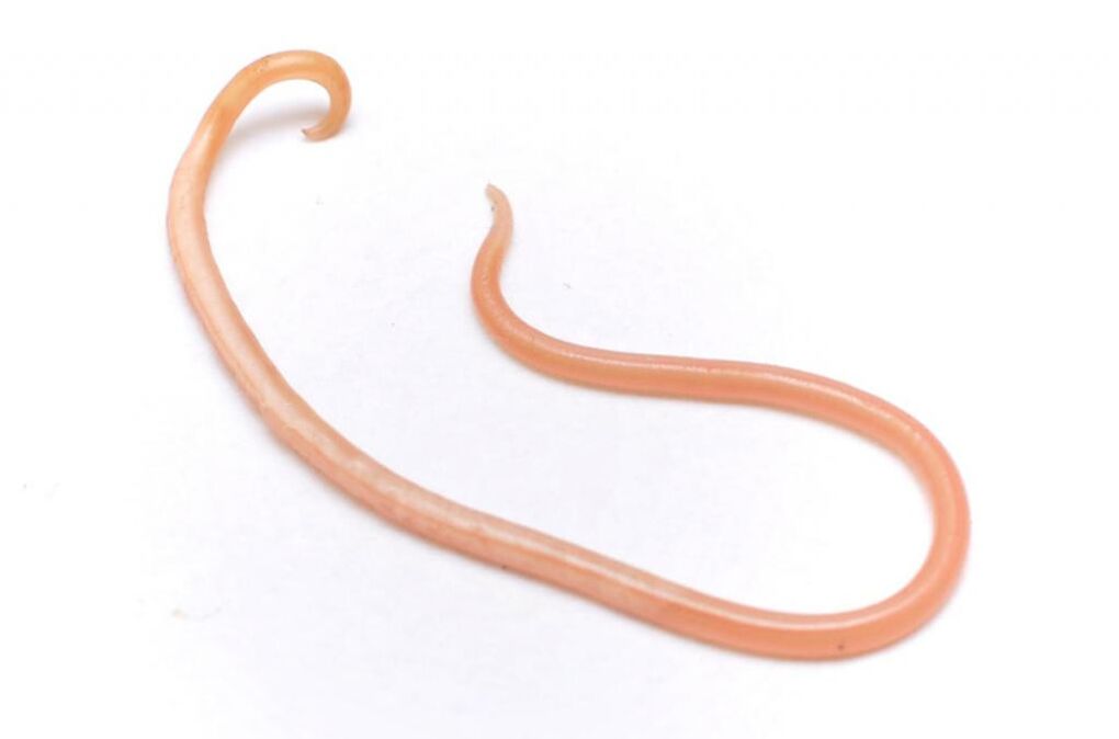 Ascaris is een van de meest populaire wormen