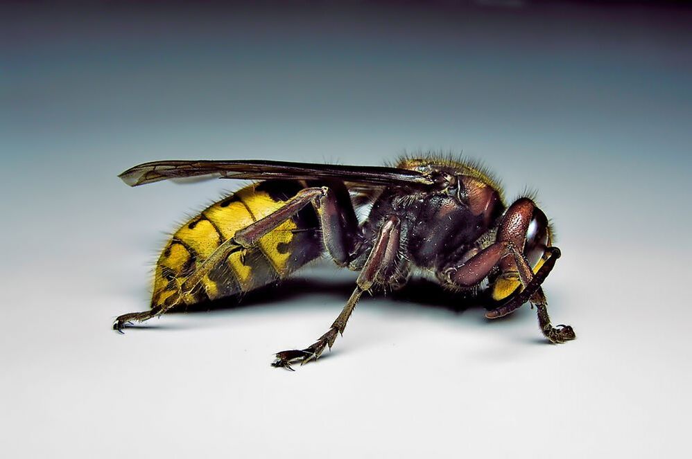 insecten kunnen mensen infecteren met parasieten