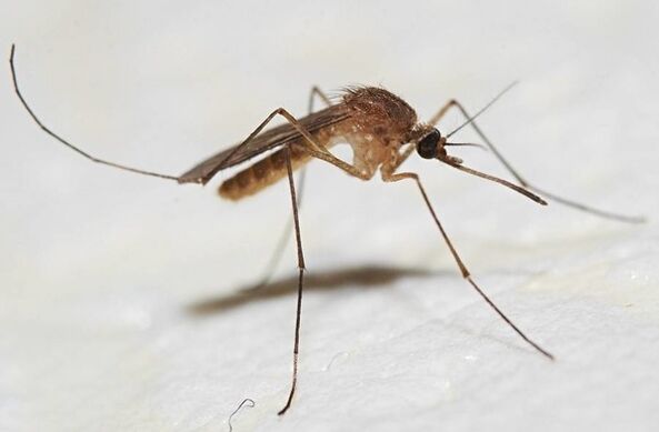 Muggen zijn de belangrijkste dragers van huidparasieten
