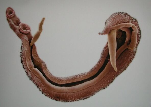 volwassen schistosoma