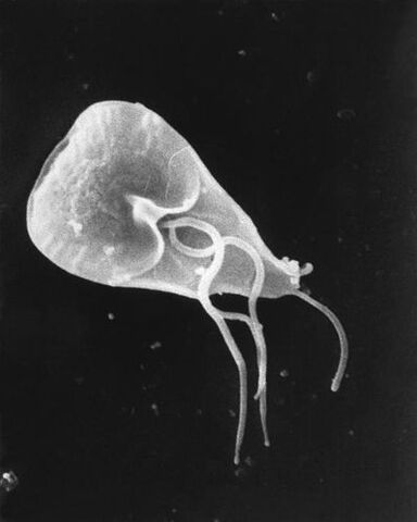 lamblia - een geslacht van flagellated protozoa parasieten